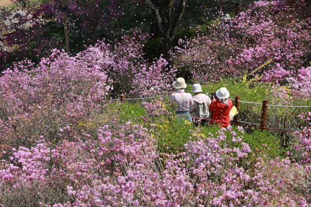 13일 경기 부천시 원미산 진달래동산에서 시민들이 활짝 핀 진달래꽃을 감상하며 봄 정취를 만끽하고 있다. 연합뉴스