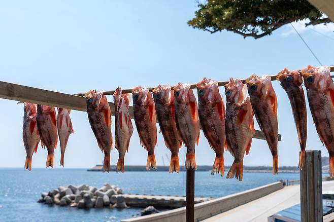 울릉도 도화볼락(메바리). 울릉도 주민에게 가장 친숙한 생선이다. 회나 물회, 매운탕으로도 즐기고, 말렸다가 구이나 조림으로도 먹는다. 주황빛 몸과 반점, 큰 눈이 특징이다. 백종현 기자