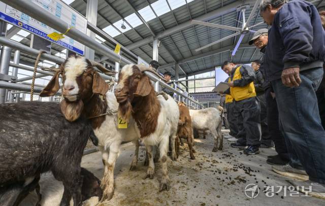 경기남부지역 최초의 ‘염소 정기 경매’가 열린 15일 오전 화성 스마트 전자경매시장에서 염소 농가와 경매 관계자들이 경매에 나온 염소들을 살펴보고 있다. 기존 우시장으로 운영 중인 화성 스마트 전자경매시장을 활용해 축종을 염소까지 확대한 이날 경매에는 총 60두의 염소가 출품됐다. 이번 경매를 시작으로 오는 5월부터는 매월 마지막 주 목요일에 정기적으로 운영될 예정이다. 윤원규기자