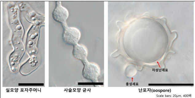 국내 하천과 저수지 등에서 확인된 물곰팡이. 기후에너지환경부 제공