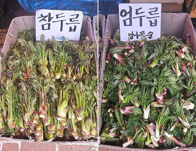 참두릅은 상대적으로 가늘고 길며 가시가 있다. 엄두릅은 굵고 통통한 모양을 띠며 가시가 거의 없는 것이 특징이다. 박윤희 기자