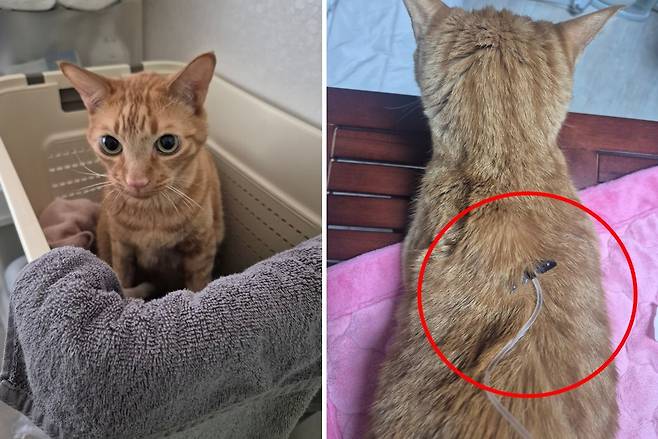 만성 신부전으로 인해 매일 주사를 맞아야 하는 반려묘 체다. 독자 제공