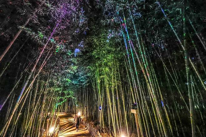 십리대숲 은하수길 [사진/정동헌 기자]