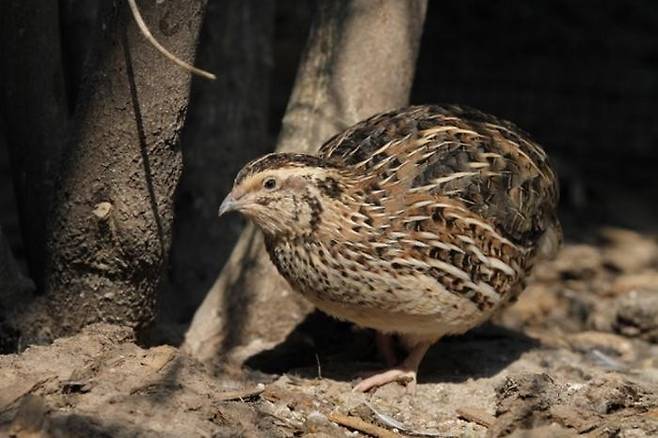 일본메추라기 [Dennis Hansen 제공. 재판매 및 DB 금지]