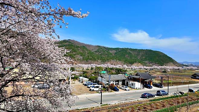 벚꽃이 만개한 선덕여왕길 옆으로 숲머리 음식촌이 형성되어 있다.