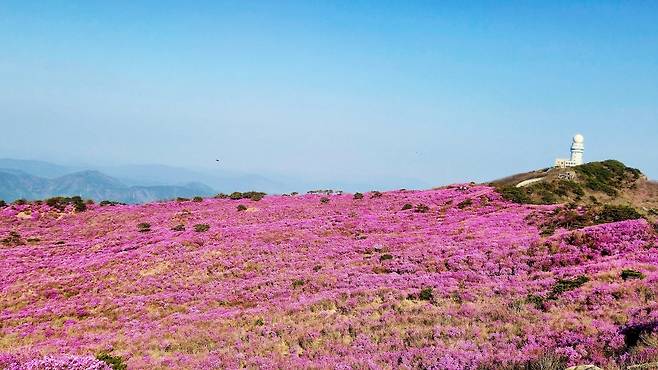 지난 15일, 비슬산 해발 1000m 정상 참꽃 군락지 전경.