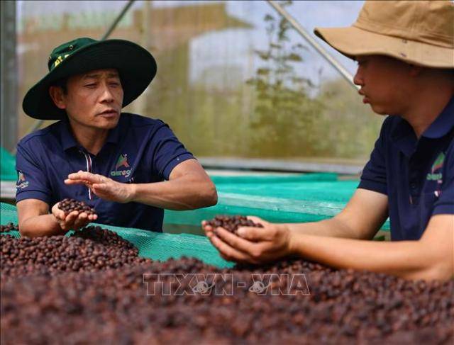 베트남의 커피와 쌀 수출이 올해 들어 뚜렷한 둔화 조짐을 보이고 있다. [사진=베트남 통신사]