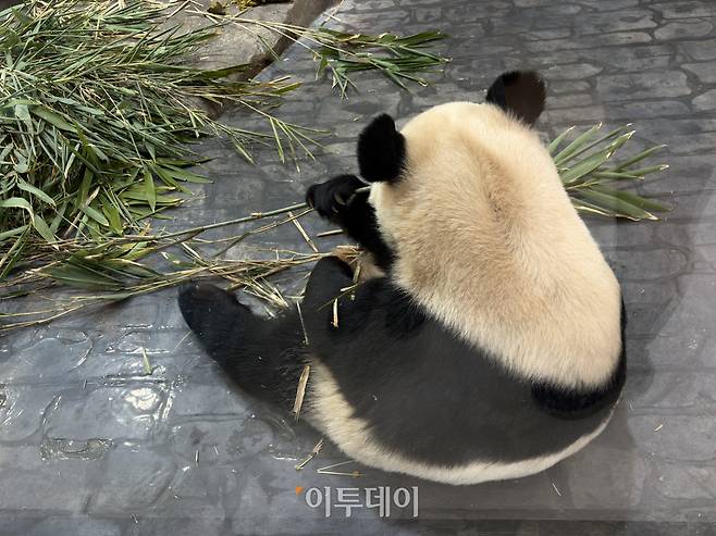 대나무를 먹고 있는 판다의 모습.(황민주 기자 minchu@)