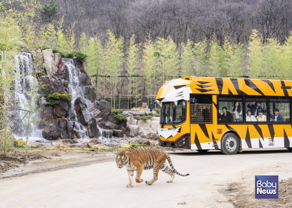 에버랜드, 4월 1일 오픈한 '사파리월드 더 와일드'.&nbsp;ⓒ삼성물산