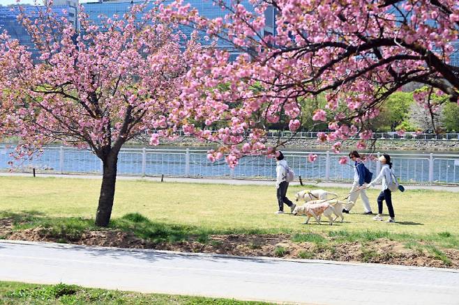 미사경정공원 일대에 겹벚꽃들이 분홍빛 자태를 드러내고 있다.(사진=하남시)