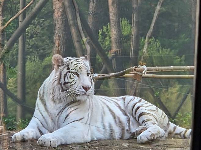 15일 직접 방문한 용인 에버랜드 '사파리월드 더 와일드'. 백호가 앉아있는 모습.ⓒ임채현 기자