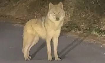 지난 13일 밤 오월드에서 약 1.8㎞ 떨어진 근처 야산(보문산 권역)에서 목격된 2살 늑대 ‘늑구’의 모습. 사진은 목격한 시민이 찍은 영상 갈무리. 연합뉴스