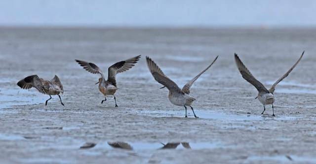 큰뒷부리도요들이 뉴질랜드 습지에서 동아시아 갯벌을 향해 이륙하고 있다. 사진가 폴 깁슨 제공
