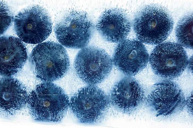 블루베리는 전신 건강에 도움이 된다. /클립아트코리아