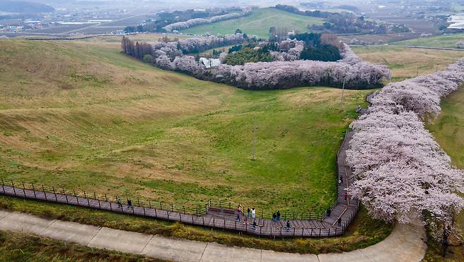 서산한우목장 웰빙산책로에 만개한 벚꽃을 이달 중순까지 볼 수 있을 전망이다. 사진은 4월 10일 드론으로 촬영했다. 한우목장은 방역이 엄격한 까닭에 방문객은 산책로를 벗어날 수 없다. 최승표 기자