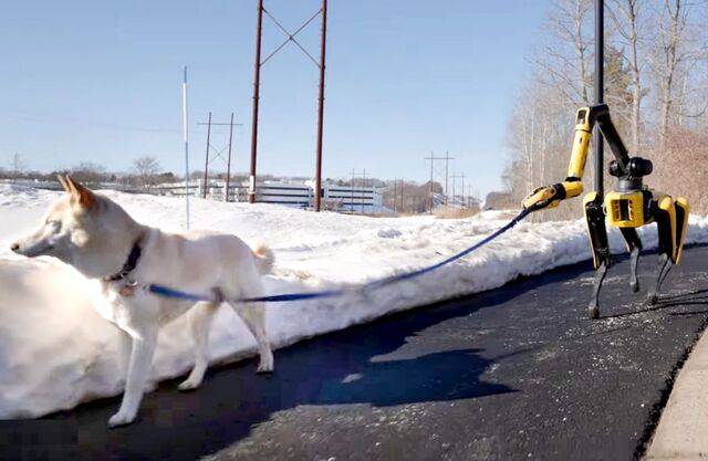 현대자동차그룹 로보틱스 계열사 보스턴다이내믹스의 4족 보행 로봇(로봇개) 스팟이 목줄을 쥐고 반려견을 산책시키고 있다. 스팟은 카메라와 제미나이를 활용해 반려견 산책 지시를 받았고, 이를 실행했다. 보스턴다이내믹스는 15일 자사 유튜브를 통해 스팟의 모습이 담긴 영상 두 편을 공개했다. 현대자동차·기아 제공