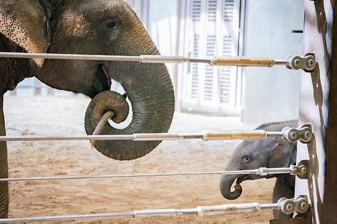 코끼리 우리에 있는 스와르나와 아기 린 마이. The Washington Post