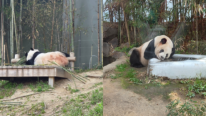 에버랜드 판다월드에서 엄마 아이바오(왼쪽)와 아빠 러바오가 휴식을 취하고 있다. 박지영 기자.