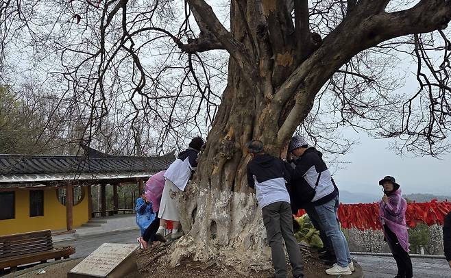 육조전 옆 마당의 청담나무