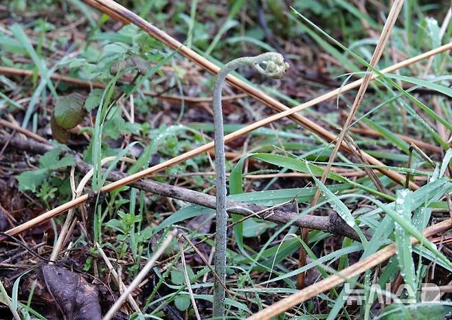 [제주=뉴시스] 오영재 기자 = 15일 오전 제주시 중산간 소재 오름에서 고사리가 피어있다. 2026.04.15. oyj4343@newsis.com