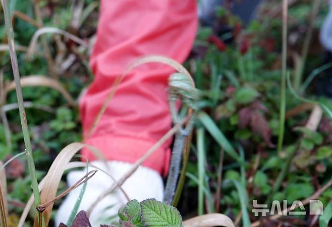 [제주=뉴시스] 오영재 기자 = 15일 오전 제주시 중산간 소재 오름에서 고사리 채취객이 고사리를 꺾고 있다. 2026.04.15. oyj4343@newsis.com
