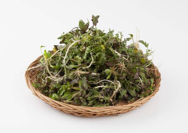 봄철 산나물 채취가 늘며 독초를 식용으로 오인하는 사고가 반복돼 주의가 필요하다. 사진은 기사의 특정 사실과 관련 없음. 클립아트코리아