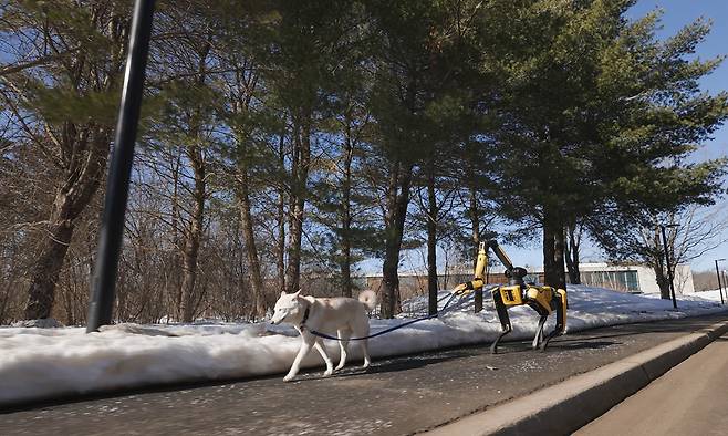 보스턴다이내믹스가 공개한 영상에서 사족 보행 로봇 스팟이 목줄을 잡고 강아지를 산책시키고 있다.&nbsp;현대차그룹 제공