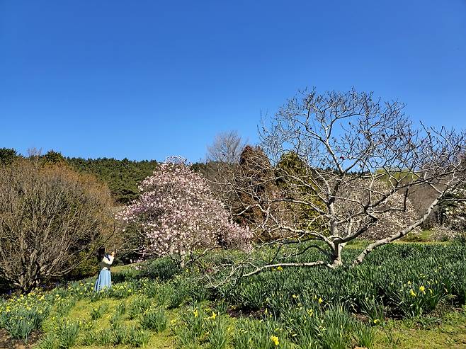 천리포수목원&nbsp;‘비밀의 정원’ 목련원.