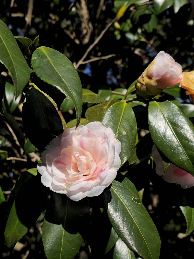 비밀의 정원 동백.