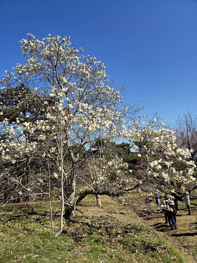 비밀의 정원 큰별목련.