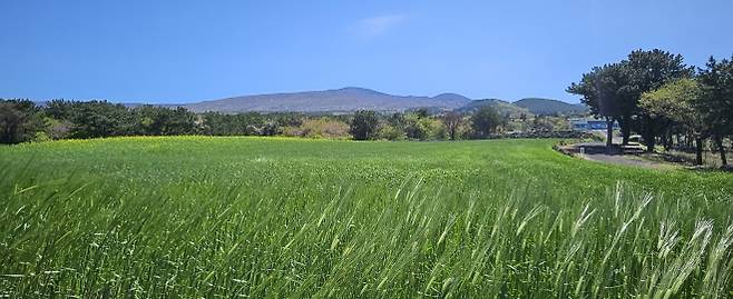 정지영 감독의 영화‘내 이름은’ 촬영지 오라2동 청보리밭. 현재는 농작물관리기간이어서 임시휴장하고 있으며 새단장해 5월쯤 선보일 예정이다. 제주 강동삼 기자