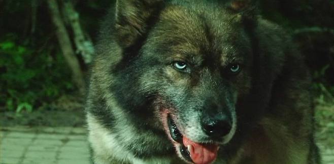 영화 '하울링'(2012)의 늑대개 [영화 '하울링' 제공. 재판매 및 DB 금지]