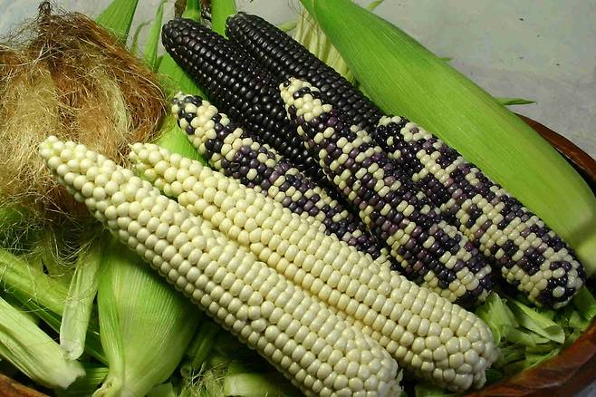 홍천 찰옥수수 [홍천군 제공. 재판매 및 DB 금지]