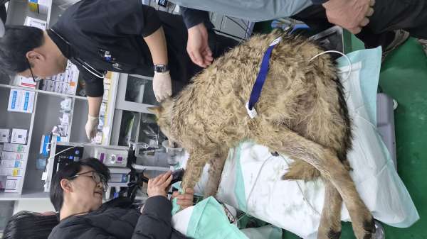 건강 상태 양호