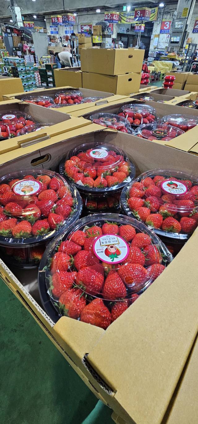 지난 10일 새벽 부산 반여농산물도매시장에서 경매 대기 중인 딸기. 김한수 기자 hangang@