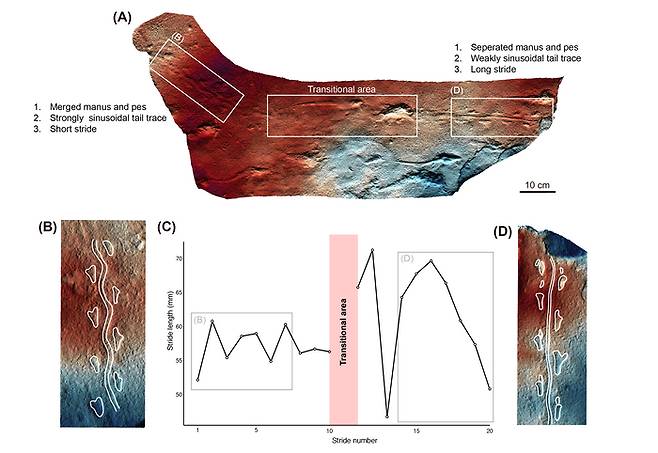 익룡 발자국과 소형 동물의 보폭과 이동 방식의 변화 패턴 분석