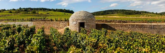 루이 자도의 프랑스 부르고뉴 포도밭 전경 신세계 L&B 제공