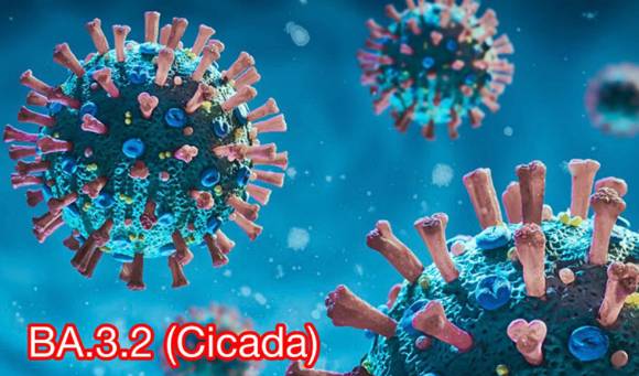 사진은 시카다 바이러스 이미지. [사진=CDC]