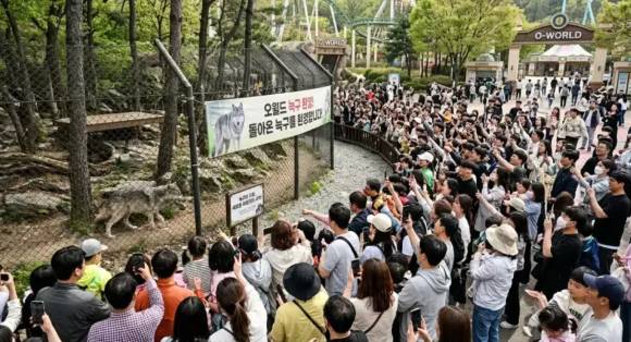 '오월드 예상 풍경' 이라며 늑구를 보러 오월드에 몰린 인파를 합성한 AI 이미지 [사진=온라인 커뮤니티]