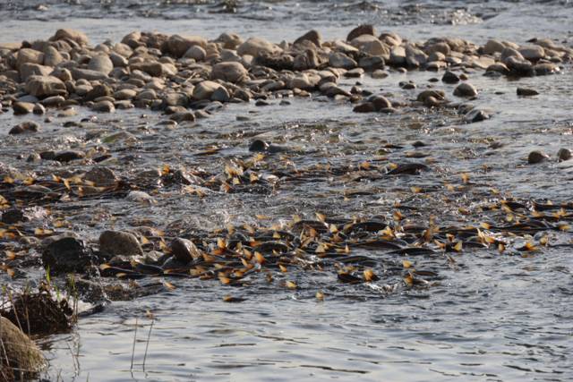 ▲ 양양 남대천에는 봄을 맞아 모처럼 황어 떼로 활기를 되찾으며 장관을 이루고 있다.