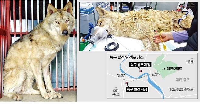17일 마취총을 맞고 생포돼 오월드로 이송된 늑구를 직원들이 살펴보고 있다(위쪽). 마취에서 깨어난 늑구 모습(왼쪽). 
 /대전시, 오월드 제공
