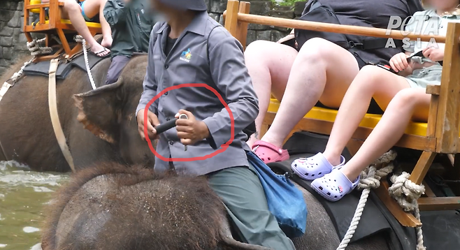 인도네시아 발리의 한 코끼리 타기 관광지에서 사육사가 쇠꼬챙이를 들고 있다.[PETA 홈페이지 갈무리]