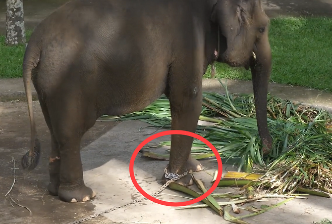 인도네시아 발리의 한 코끼리 타기 관광지에서 사육하는 코끼리 발에 쇠사슬이 묶여 있다.[PETA 홈페이지 갈무리]