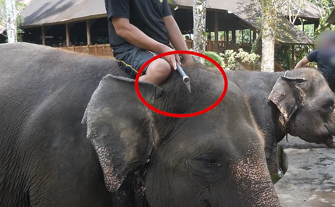 인도네시아 발리의 한 코끼리 타기 관광지에서 사육사가 쇠꼬챙이로 코끼리의 머리를 찌르고 있다.[PETA 홈페이지 갈무리]