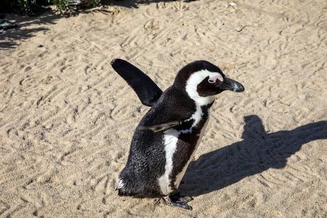 아프리카 펭귄. 클립아트코리아