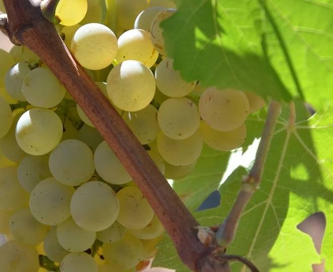 롤 품종. 뱅드프로방스