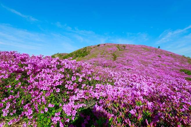 전국 최대 규모로 꼽히는 일림산 철쭉 군락
