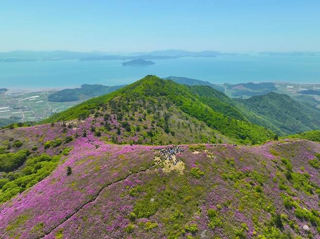 전국 최대 규모로 꼽히는 일림산 철쭉 군락