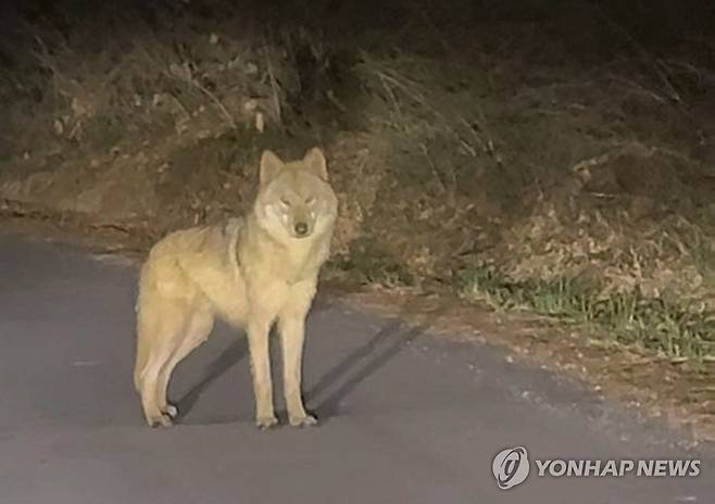 대전 오월드 인근 야산서 발견된 늑대 '늑구' (대전=연합뉴스) 대전 오월드 탈출 이후 한동안 행방이 묘연했던 늑대 '늑구'가 13일 오후 10시 43분께 오월드 인근 야산에서 목격됐다. 사진은 목격한 시민이 찍은 영상 갈무리. 2026.4.14 [독자 강준수 씨 제공. 재판매 및 DB 금지] swan@yna.co.kr