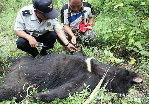 2012년 경기도 용인시 처인구의 한 사육장에서 탈출했다 사살당한 곰 [연합뉴스 자료사진]